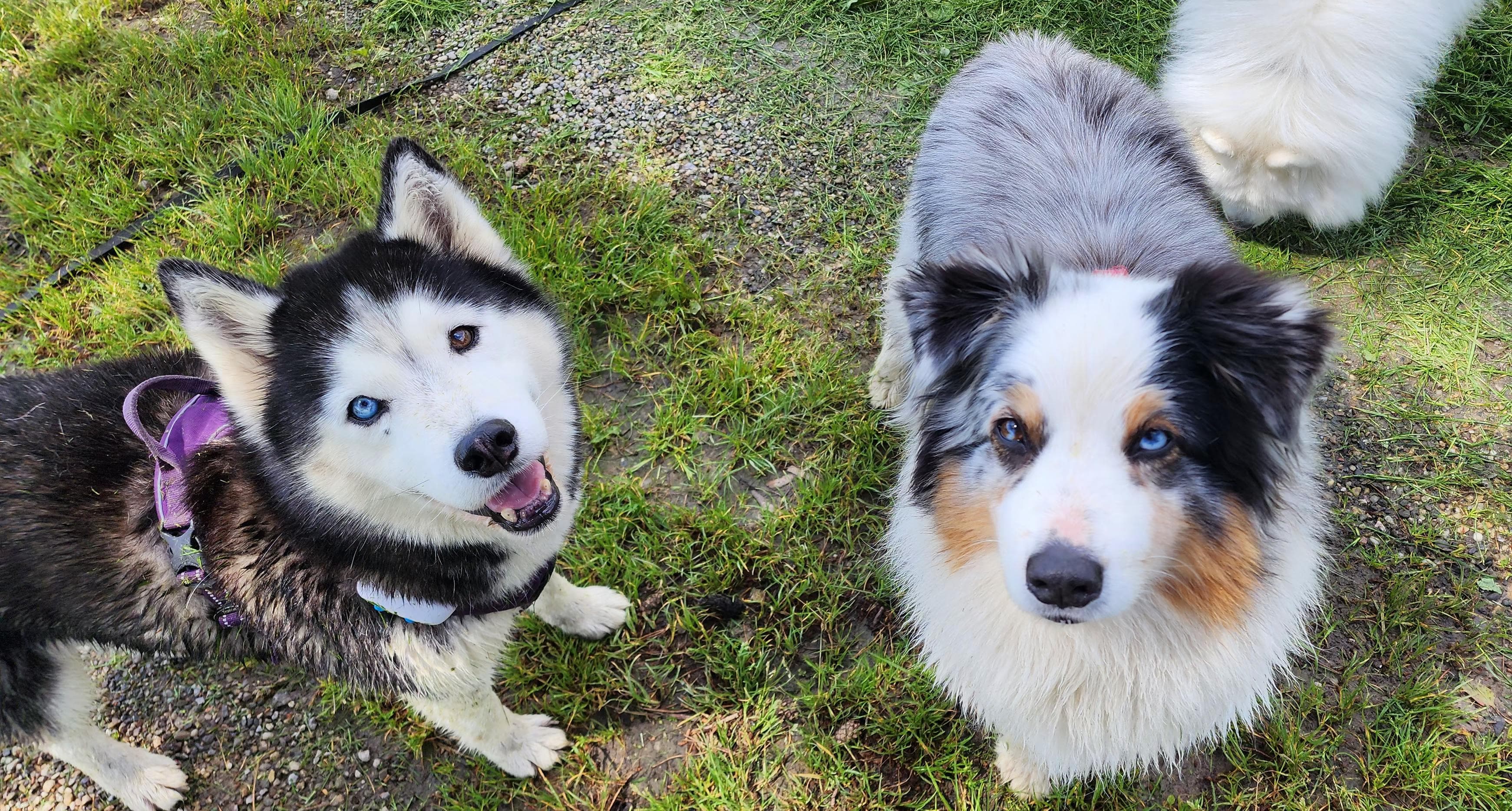 Service de balades pour chiens