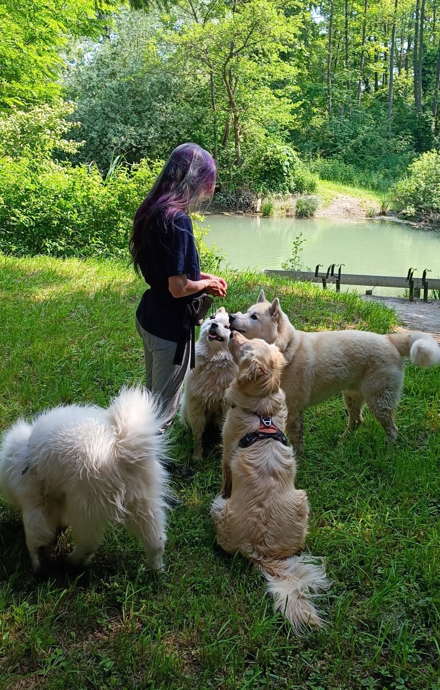 Séances d'éducation canine